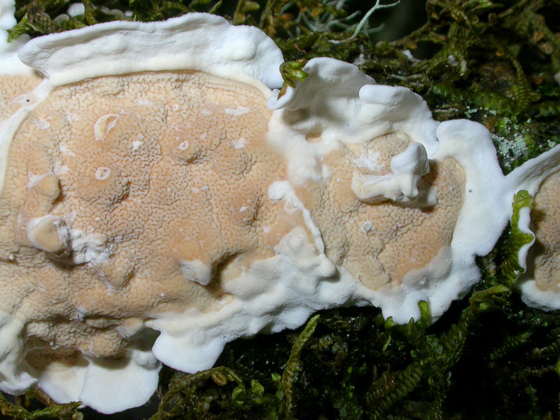 Byssomerulius corium